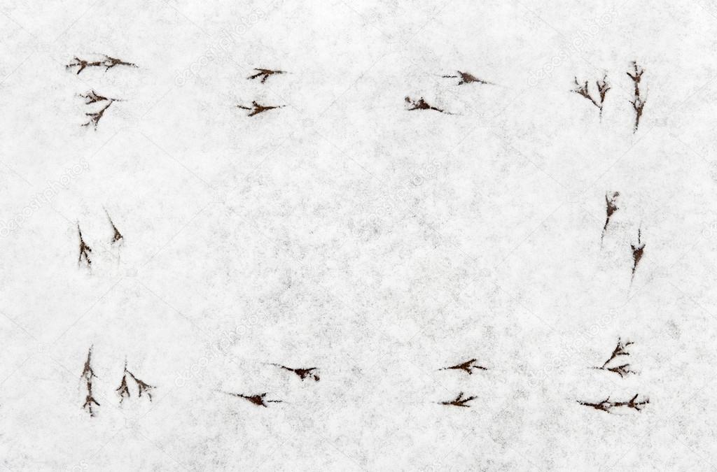 Snow Background With Bird Footprints