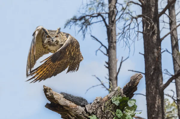 Eurasischer Uhu im Flug — Stockfoto