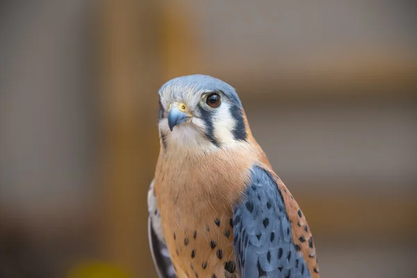 Kestrel americano — Fotografia de Stock