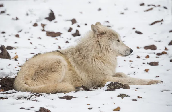 알래스카 툰드라 늑대 — 스톡 사진