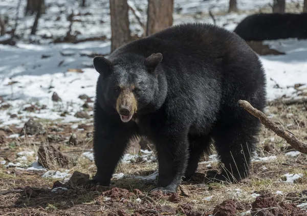 Schwarzbär — Stockfoto