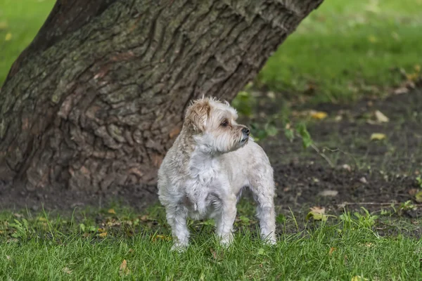 Morkie-Welpe — Stockfoto