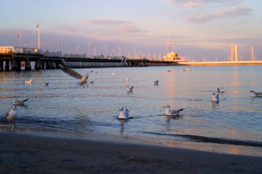 Akşam karanlığında Sopot İskelesindeki martılar