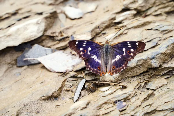 Piękna Niebieska Apatura Tęczówka Motyl Kamieniach — Zdjęcie stockowe
