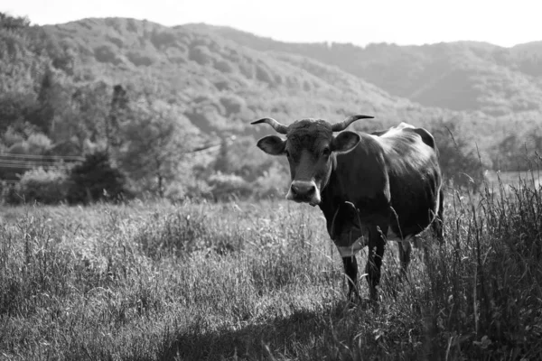 Dağlardaki organik çiftlikte siyah beyaz otlakta tatlı bir inek. — Stok fotoğraf