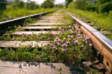 Pembe menekşe çiçekli yonca namı diğer trifolium pratense demiryolları arasında tarlalarda büyüyor.