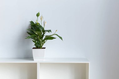 Barış Lily, nam-ı diğer Spatthiphyllum, ofiste beyaz duvar gerisinde fotokopi alanı ile birlikte.