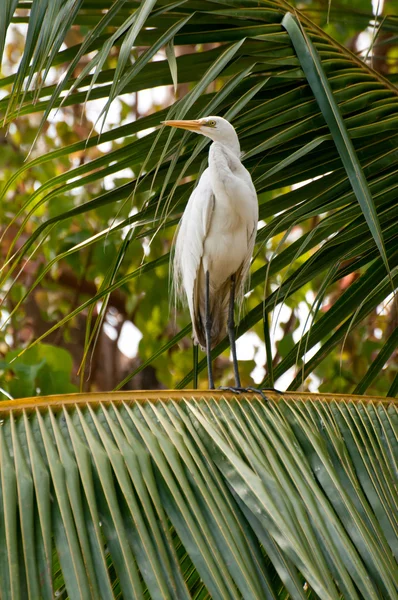 ココナッツの木のポーズに白い白鷺 — ストック写真