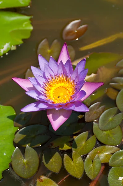 Abelha em uma flor de lótus — Fotografia de Stock