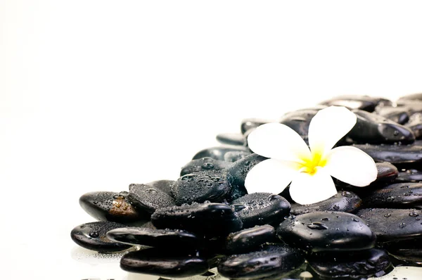 Flor sobre piedras zen negro húmedo — Foto de Stock