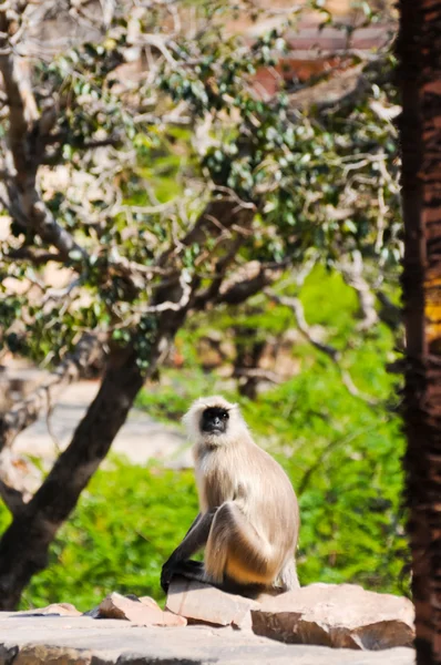 Ινδική langur κοντά τους λόγους ναό hanuman — Φωτογραφία Αρχείου