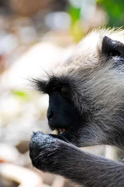 Ινδική langur διατροφικές φυστίκι κοντινό πλάνο — Φωτογραφία Αρχείου