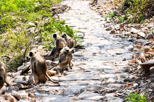 Langures indios en la senda de la ladera — Foto de Stock