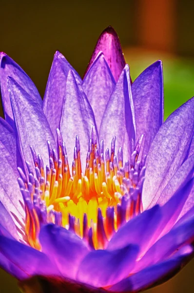 Lotus fleur extrême gros plan HDR — Photo