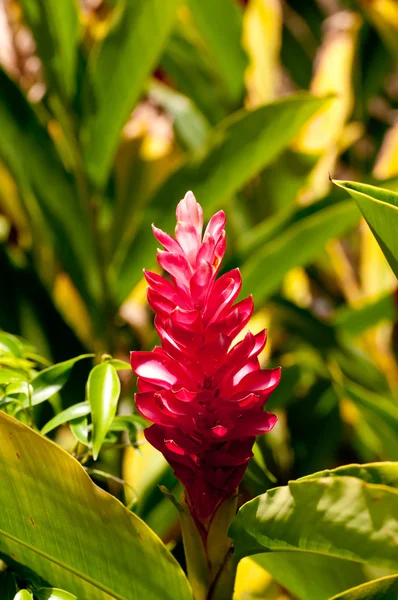 Rojo jengibre flor de cerca —  Fotos de Stock