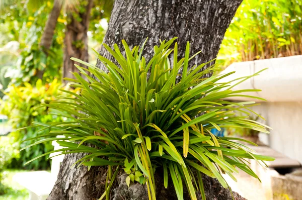 Plantas de orquídeas selvagens na árvore — Fotografia de Stock