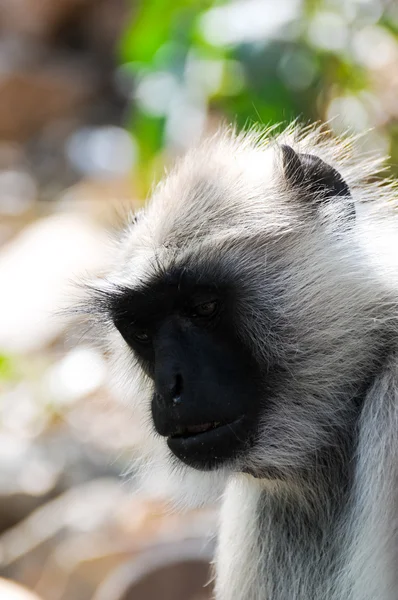 Ινδική langur πρόσωπο από κοντά — Φωτογραφία Αρχείου