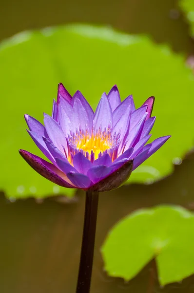 Lotus fleur gros plan avec congé à l'arrière-plan — Photo