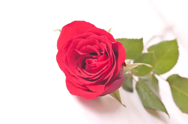 Rosa roja en una cama — Foto de Stock