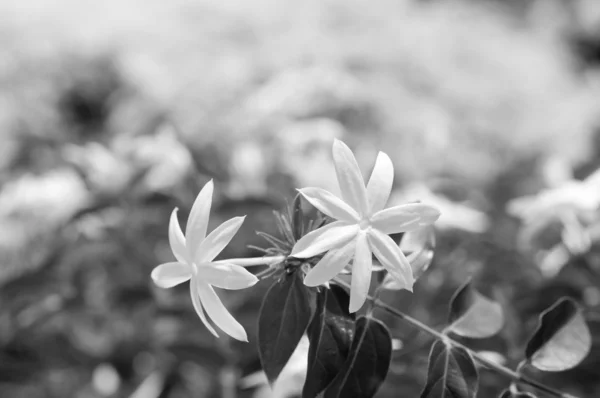 Jasmin blommor i svart och vitt — Stockfoto