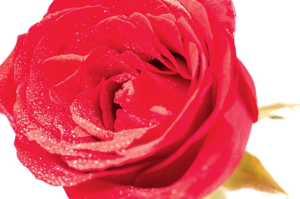 Rosa roja de cerca sobre fondo blanco — Foto de Stock