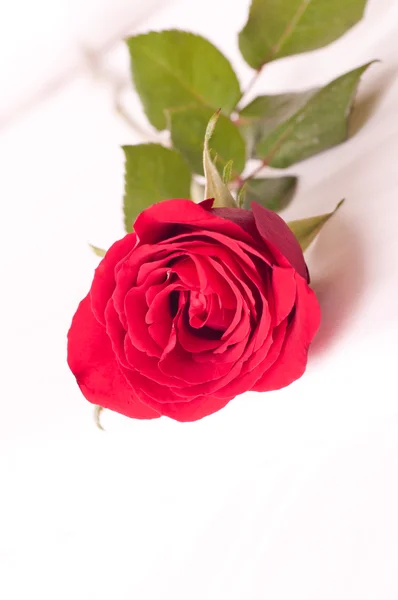 Rosa roja en una cama de cerca — Foto de Stock