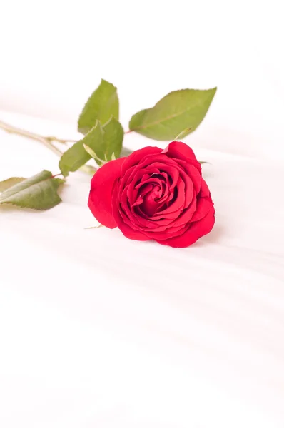 Красная роза на кровати рядом — стоковое фото
