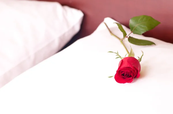 Rosa roja sobre una almohada — Foto de Stock