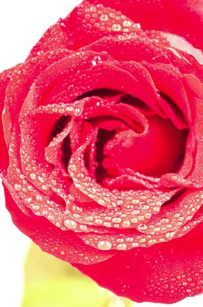 Rosa roja con gotas de rocío de cerca — Foto de Stock