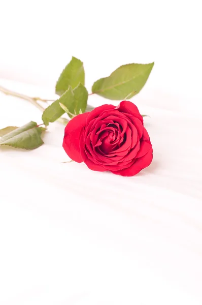 Single red rose on a bed — Stock Photo, Image