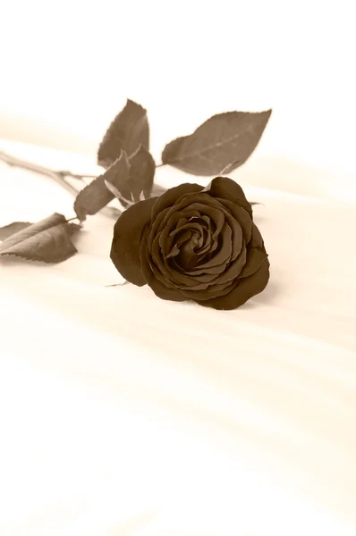 Single rose on a bed in black and white — Stock Photo, Image