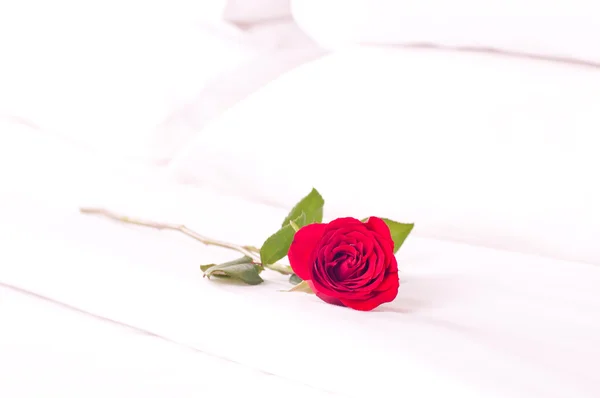 Single rose on the bed — Stock Photo, Image