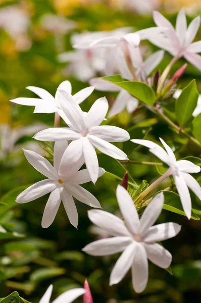 Cluster van jasmijn bloemen — Stockfoto