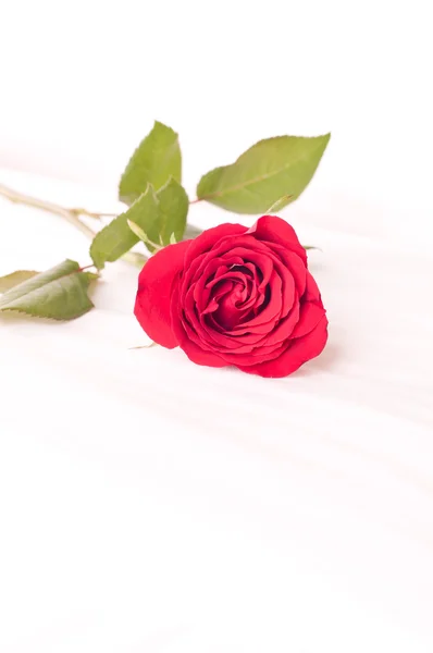 Single red rose on a bed Royalty Free Stock Images