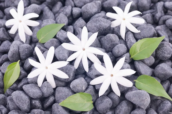 Five white jasmine flowers and leaves over zen stones background — Stock Photo, Image