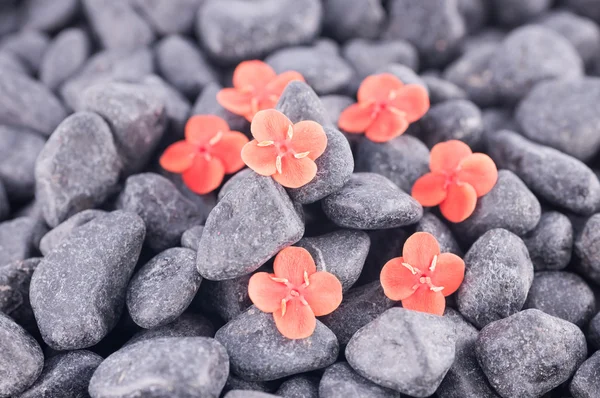 Ixora πρίγκιπας πορτοκαλί λουλούδια στο μαύρο zen πέτρες — Φωτογραφία Αρχείου