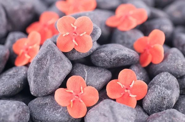 Ixora Prince of Orange fleurs sur pierres zen noir extrême gros plan — Photo