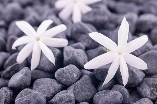 Three jasmine flowers on zen stones close up — Stock Photo, Image