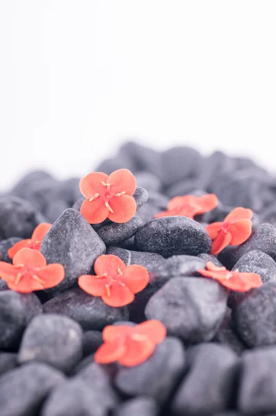 Flores de Ixora naranja sobre piedras zen negras verticales sobre blancas — Foto de Stock