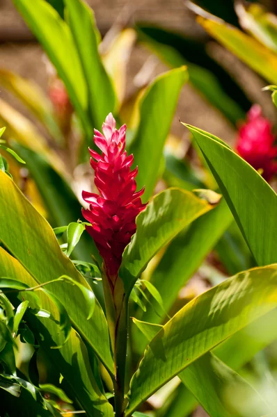 レッド ジンジャーの花植物 — ストック写真