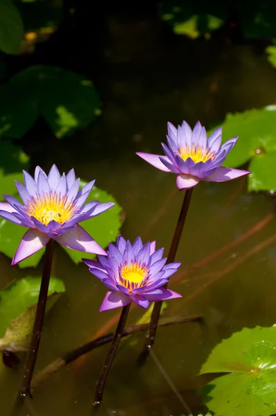 Três flores de lótus em uma lagoa — Fotografia de Stock