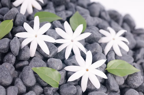 Flores de jazmín y hojas verdes sobre piedras zen — Foto de Stock