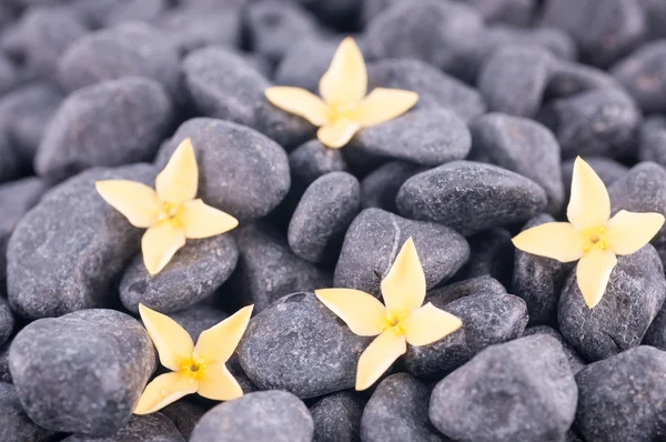 Yellow Ixora flowers extreme close up — Stock Photo, Image
