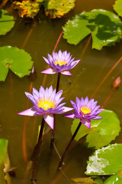 Blue water lily flowers in a pond — Stock Photo, Image