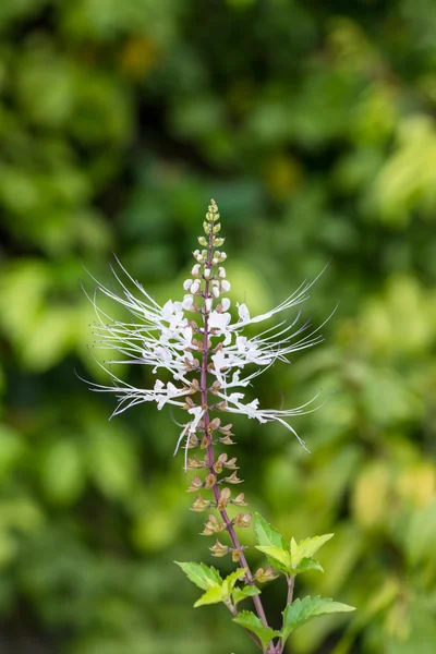 Cat's whiskers flower close up in herb garden. It is also known as Java Tea plant. — Stock Photo, Image