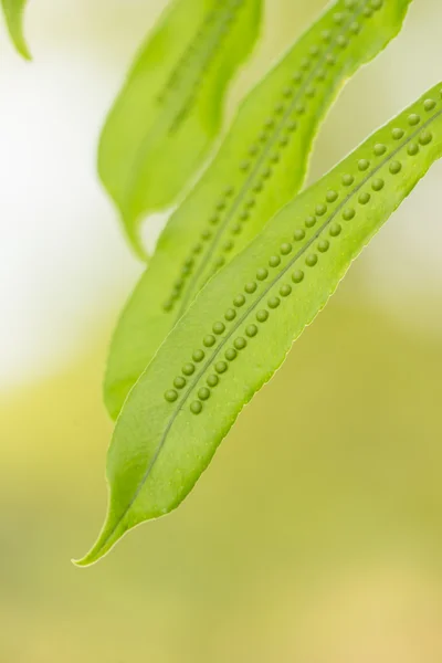 蕨类植物孢子关门 — 图库照片