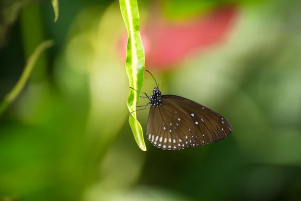 Farfalla corvo comune o Danaidae euploea farfalla appollaiato su una foglia estrema primo piano — Foto Stock