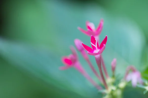 Egyptian Star Cluster flower or Pentas Lanceolata extreme close up — Stock Photo, Image