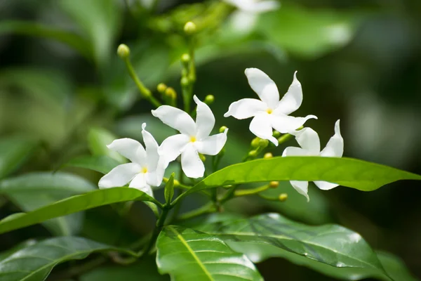 Crêpe jasmijn bloemen bloeien in de tuin. het is ook bekend als pinwheel jasmijn. — Stockfoto