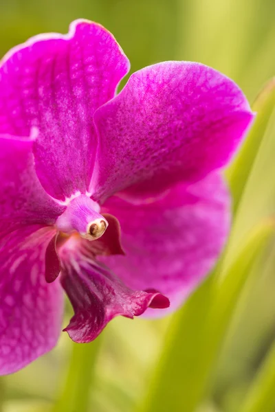 Orquídea Vanda roxa extremo close-up — Fotografia de Stock